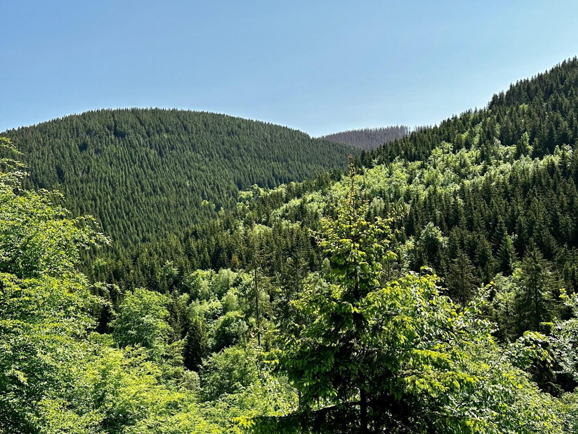Ferienwohnung Waldgaenger Hahnenklee جوسلار المظهر الخارجي الصورة